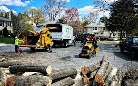 Best Tree and Shrub Care  in Hico, TX