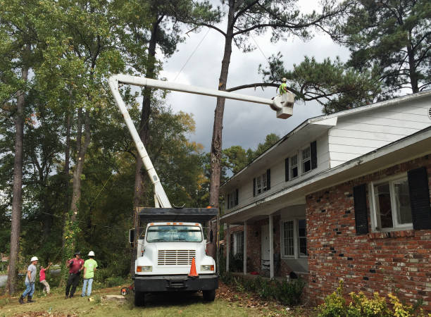 Best Tree Removal  in Hico, TX