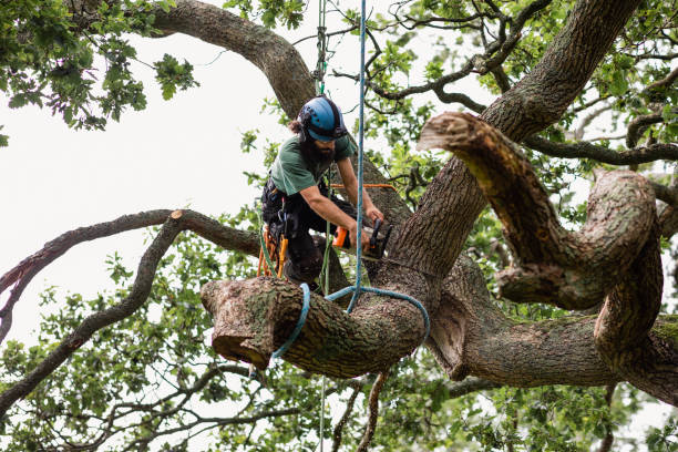 Best Tree Removal  in Hico, TX