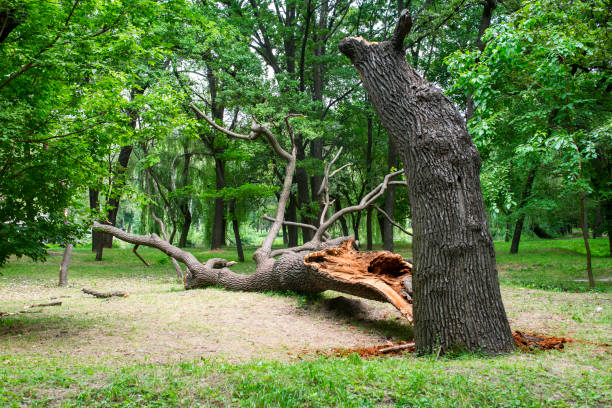 Best Tree Risk Assessment  in Hico, TX