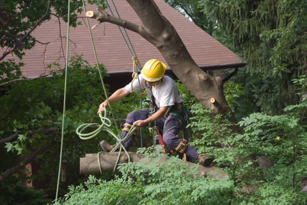 How Our Tree Care Process Works  in  Hico, TX