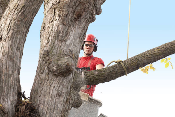 Best Emergency Tree Removal  in Hico, TX